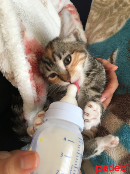 Tekir Kedi, Kedi  lilith fotoğrafı