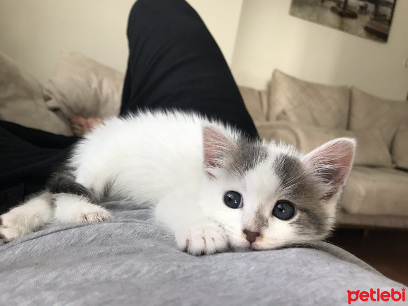 Tekir Kedi, Kedi  Barça fotoğrafı