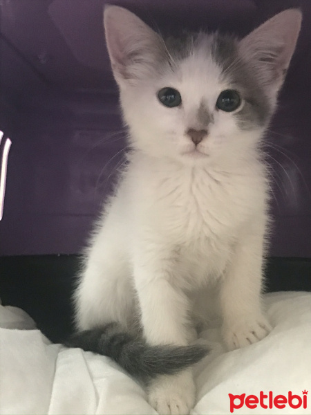 Tekir Kedi, Kedi  Barça fotoğrafı