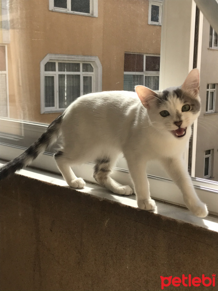Tekir Kedi, Kedi  Barça fotoğrafı