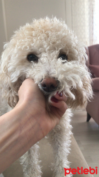 Poodle (Minyatür Kaniş), Köpek  Luna fotoğrafı