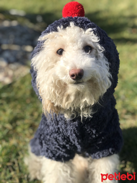Poodle (Minyatür Kaniş), Köpek  Luna fotoğrafı
