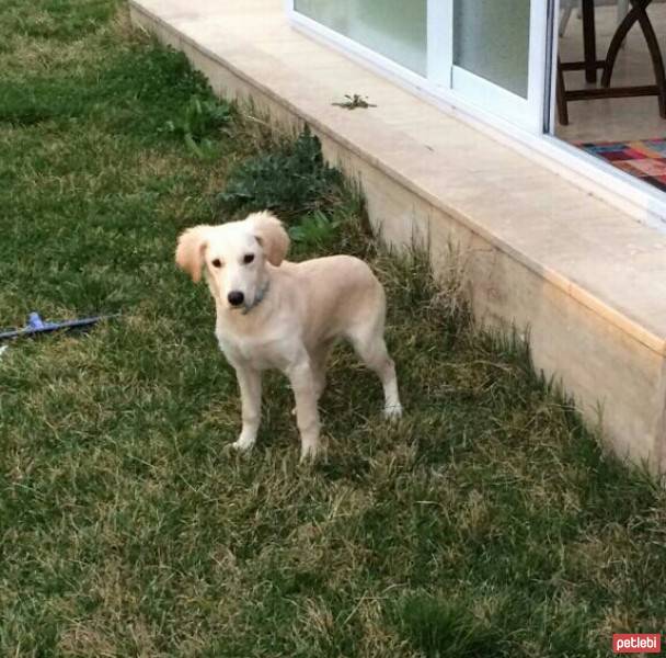 Golden Retriever, Köpek  Lina fotoğrafı