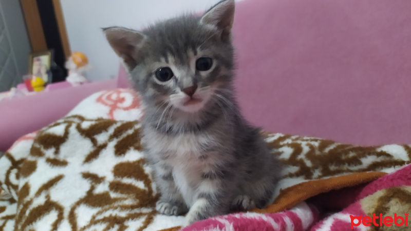 Tekir Kedi, Kedi  Masum fotoğrafı
