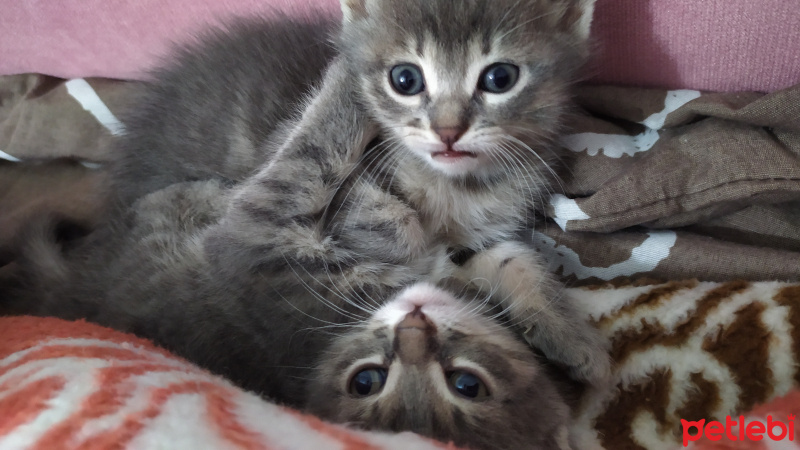 Tekir Kedi, Kedi  Masum fotoğrafı
