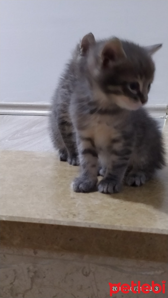 Tekir Kedi, Kedi  Masum fotoğrafı