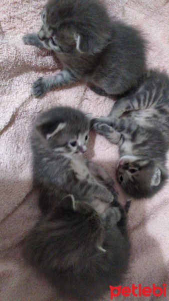 Tekir Kedi, Kedi  Masum fotoğrafı