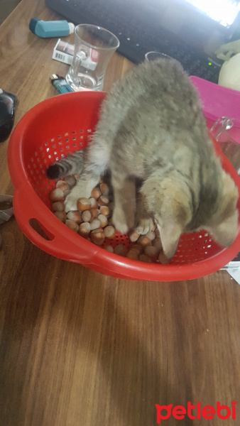 Tekir Kedi, Kedi  isimsiz minik yavru fotoğrafı