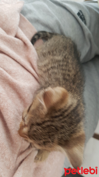 Tekir Kedi, Kedi  isimsiz minik yavru fotoğrafı