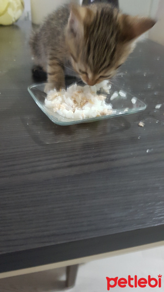 Tekir Kedi, Kedi  isimsiz minik yavru fotoğrafı