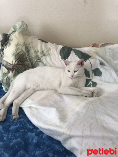 Ankara Kedisi, Kedi  pamuk fotoğrafı