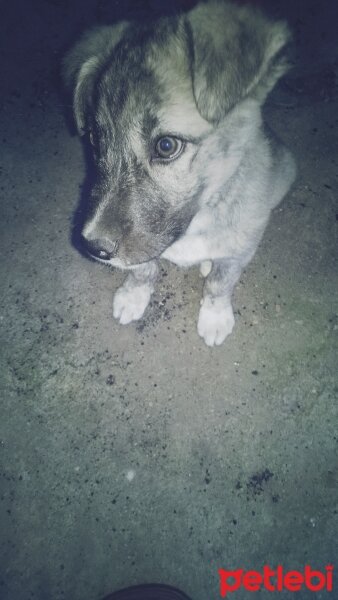 Kangal, Köpek  Çikin :) fotoğrafı