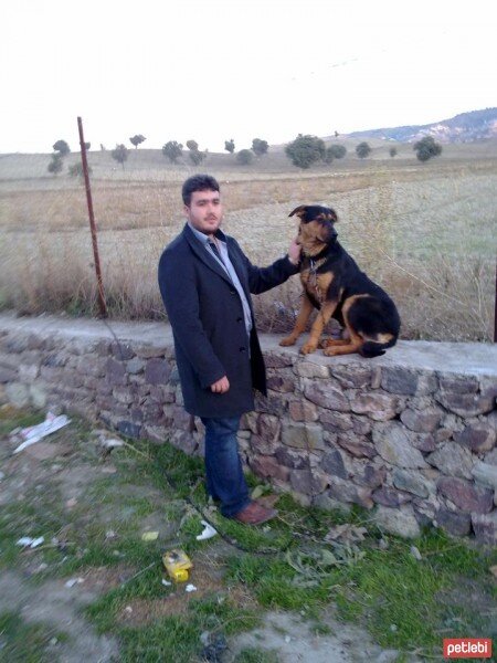 Rottweiler, Köpek  cHaOs fotoğrafı