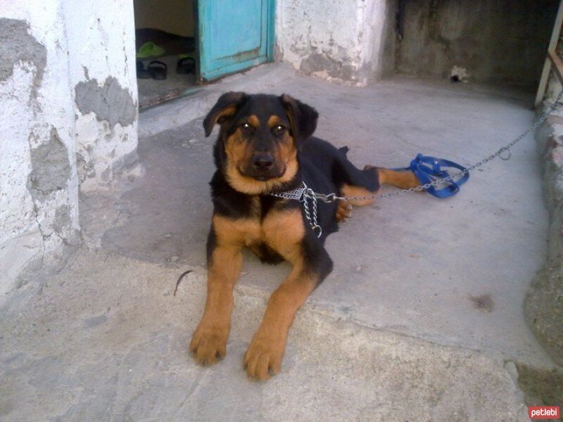 Rottweiler, Köpek  cHaOs fotoğrafı