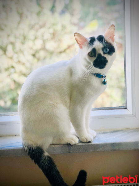 Van Kedisi, Kedi  Chucky fotoğrafı