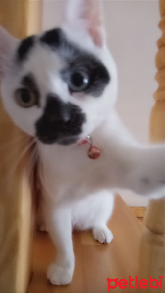 Van Kedisi, Kedi  Chucky fotoğrafı