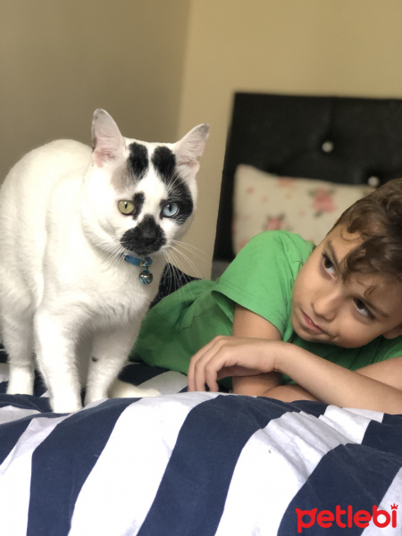 Van Kedisi, Kedi  Chucky fotoğrafı