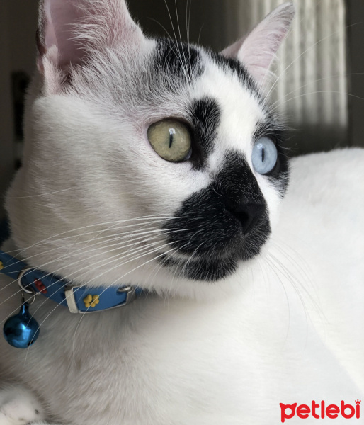 Van Kedisi, Kedi  Chucky fotoğrafı
