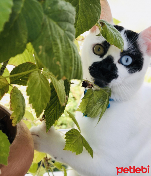 Van Kedisi, Kedi  Chucky fotoğrafı