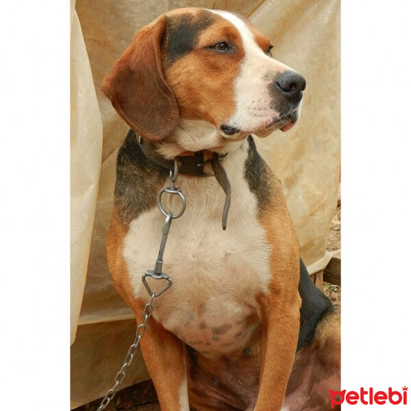 Beagle, Köpek  Kont fotoğrafı