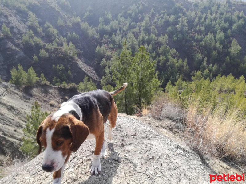 Beagle, Köpek  Kont fotoğrafı