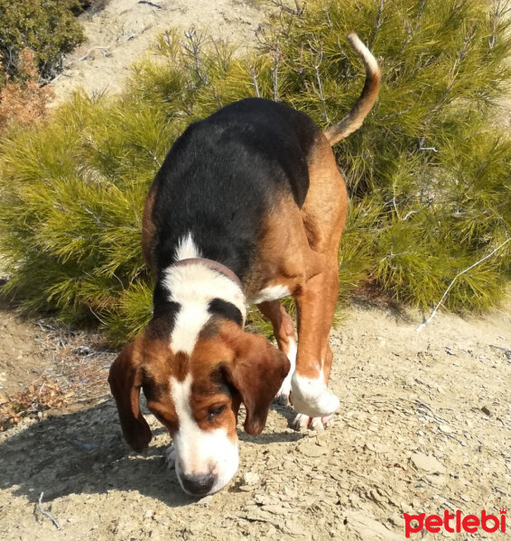 Beagle, Köpek  Kont fotoğrafı