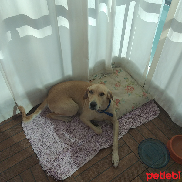Labrador Retriever, Köpek  LADY fotoğrafı
