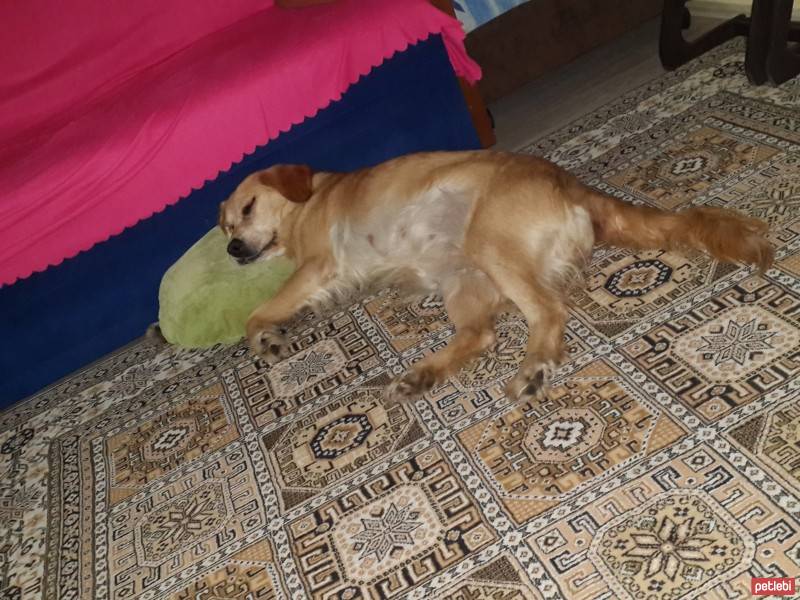 Golden Retriever, Köpek  Mars fotoğrafı