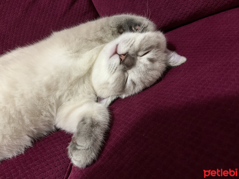 British Shorthair, Kedi  Rüzgar fotoğrafı