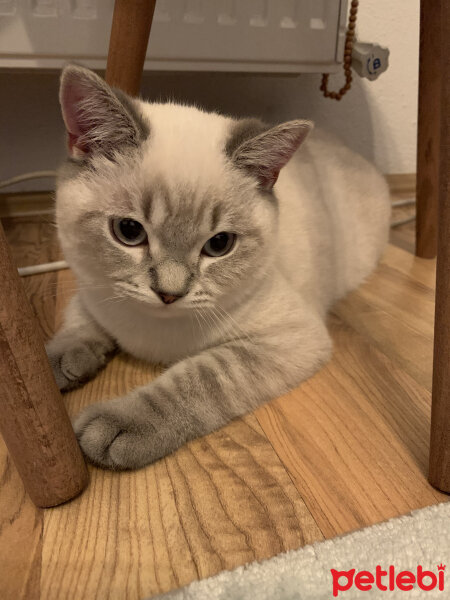 British Shorthair, Kedi  Rüzgar fotoğrafı