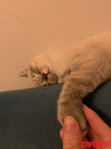 British Shorthair, Kedi  Rüzgar fotoğrafı