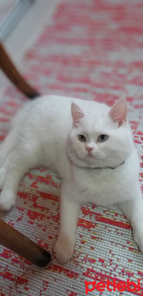 British Shorthair, Kedi  Sütlaç fotoğrafı