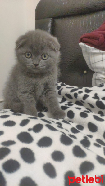 Scottish Fold, Kedi  Fiona fotoğrafı