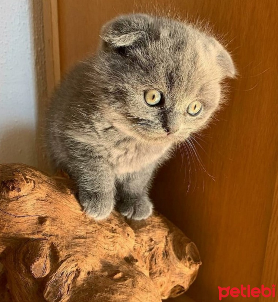 Scottish Fold, Kedi  Fiona fotoğrafı