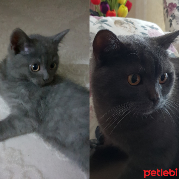 Scottish Fold, Kedi  Gölge fotoğrafı