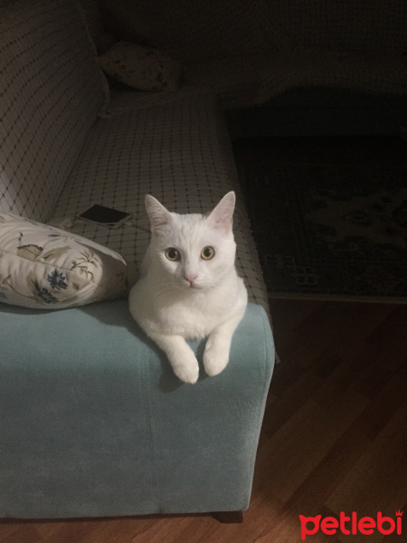 British Shorthair, Kedi  Casper fotoğrafı