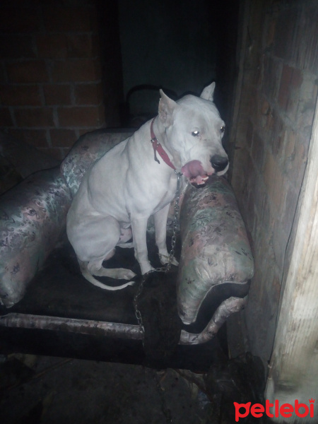 Dogo Arjantin, Köpek  Rio fotoğrafı
