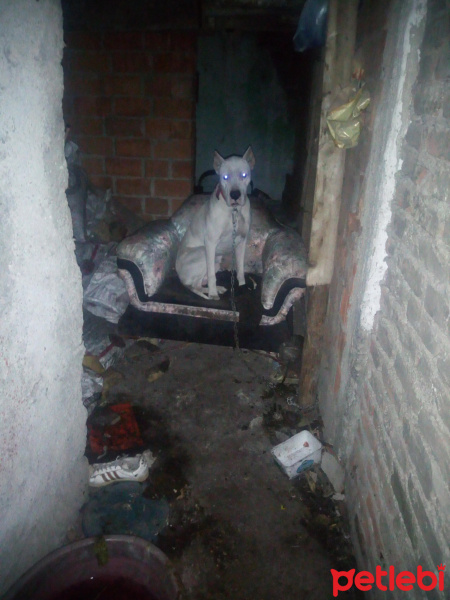 Dogo Arjantin, Köpek  Rio fotoğrafı