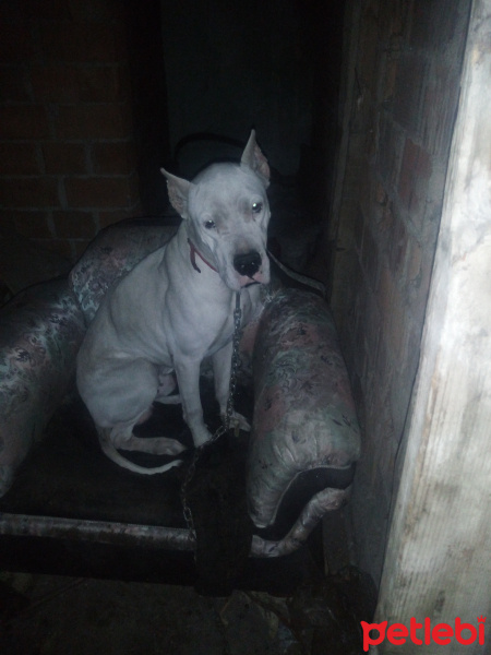 Dogo Arjantin, Köpek  Rio fotoğrafı
