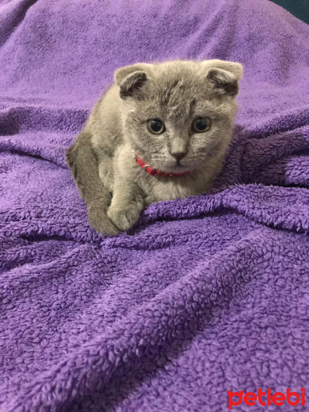 Scottish Fold, Kedi  Pars fotoğrafı