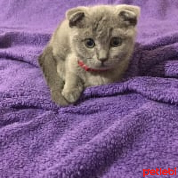 Scottish Fold, Kedi  Pars fotoğrafı