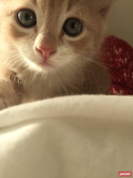 Soke, Kedi  Ponçik fotoğrafı