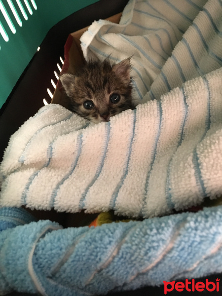 Tekir Kedi, Kedi  LiLa fotoğrafı