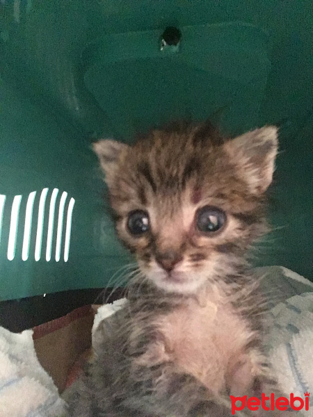 Tekir Kedi, Kedi  LiLa fotoğrafı