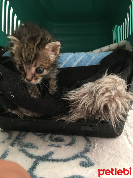 Tekir Kedi, Kedi  LiLa fotoğrafı