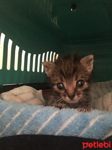 Tekir Kedi, Kedi  LiLa fotoğrafı