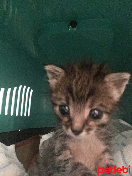 Tekir Kedi, Kedi  LiLa fotoğrafı
