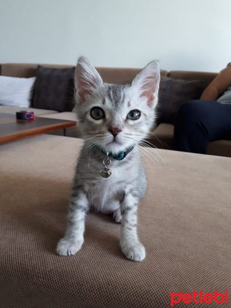 Tekir Kedi, Kedi  Leo fotoğrafı