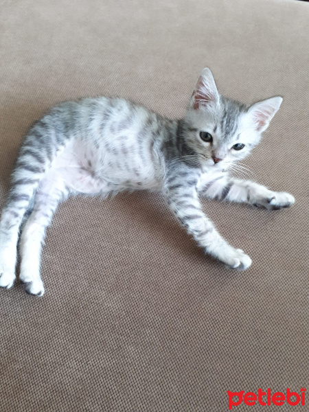 Tekir Kedi, Kedi  Leo fotoğrafı