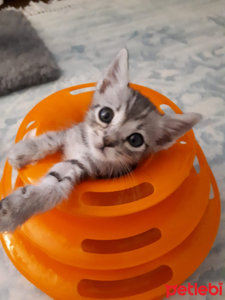 Tekir Kedi, Kedi  Leo fotoğrafı